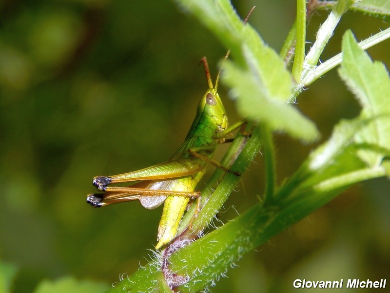 Serie di Acrididae del Parco del Ticino